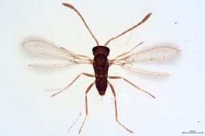 Th444-0 crassipennis.jpg