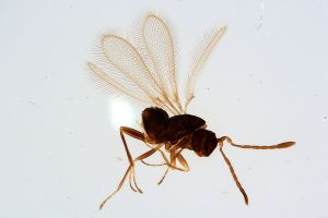 Th46-0 crassipennis.jpg