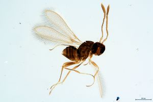 Th60-0 crassipennis.jpg