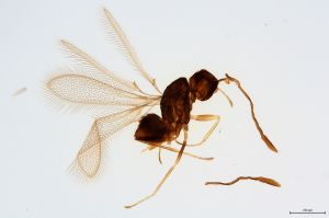Th61-0 crassipennis.jpg