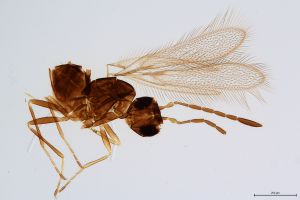Th65-0 crassipennis.jpg