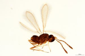 Th73-0 crassipennis.jpg