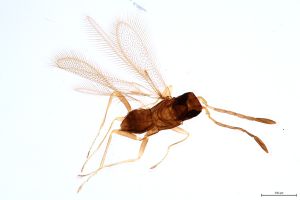 Th79-0 crassipennis.jpg