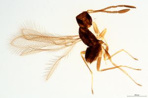 Th81-0 crassipennis.jpg