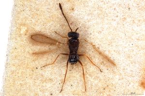 Th85-0 crassipennis.jpg