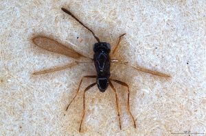 Th88-0 crassipennis.jpg