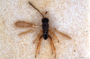 Th89-0 crassipennis.jpg