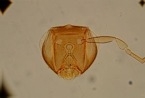 Th1457-1 crassipennis.jpg