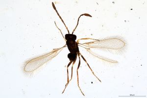 Th1528-II-0 crassipennis.jpg