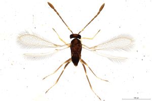 Th1529-I-0 crassipennis.jpg