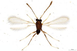 Th1529-II-0 crassipennis.jpg