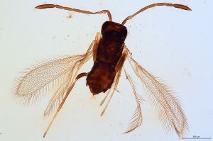 Th1533-IV-0 crassipennis.jpg