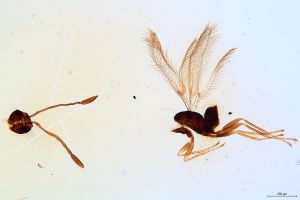 Th1533-IX-0 crassipennis.jpg