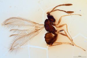 Th1533-V-0 crassipennis.jpg