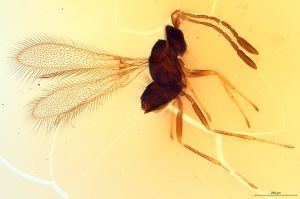 Th1533-VI-0 crassipennis.jpg