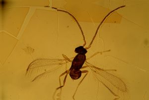 Th1533-VIII-1 Bakkendorf.jpg