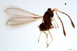 Th1023-0 crassipennis.jpg