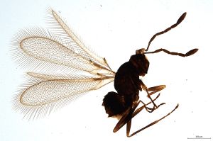 Th1025-0 crassipennis.jpg