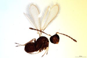 Th2131-0 arenbergi Ptype.jpg