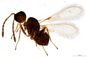 Th2133-0 crassipennis.jpg