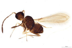 Th621-0 crassipennis.jpg