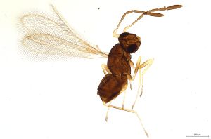 Th623-0 crassipennis.jpg
