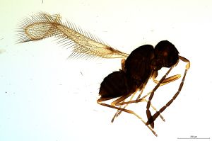 Th624-0 crassipennis.jpg