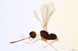 Th625-0 crassipennis.jpg