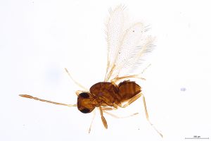 Th627-0 crassipennis.jpg