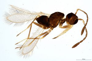 Th717-0 crassipennis.jpg