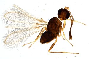 Th718-0 crassipennis.jpg