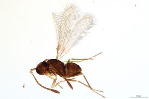 Th720-0 crassipennis.jpg