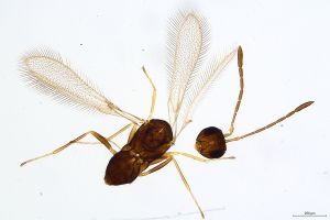 Th721-0 crassipennis.jpg