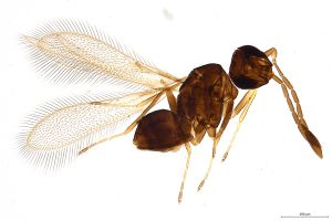 Th722-0 crassipennis.jpg