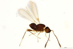 Th723-0 crassipennis.jpg