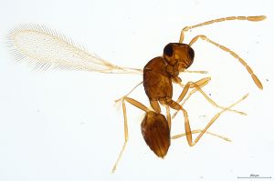 Th725-0 crassipennis.jpg