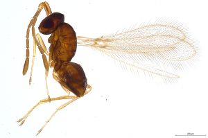 Th729-0 crassipennis.jpg