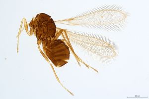 Th756 -0 crassipennis.jpg