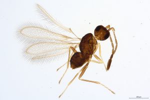 Th780-0 crassipennis.jpg