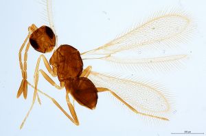 Th781-0 crassipennis.jpg