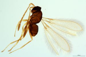 Th782-0 crassipennis.jpg