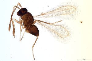 Th783-0 crassipennis.jpg