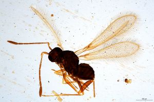 Th795-0 tarsalis Ptype.jpg