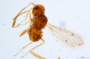 Th799-0 crassipennis.jpg