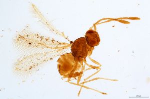 Th800-0 crassipennis.jpg