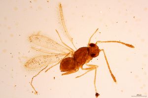 Th806-0 crassipennis.jpg