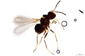 Th810-0 crassipennis.jpg