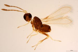 Th861-0 crassipennis.jpg