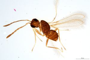 Th916-0 crassipennis.jpg