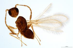 Th925-0 crassipennis.jpg